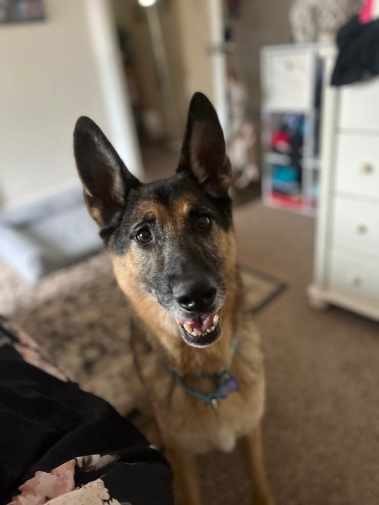 Photo of Guinness, adoptable senior German Shepherd Dog in Oak Bluffs, Massachusetts