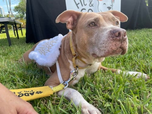 Photo of Cookie, adoptable senior American Pit Bull Terrier in Miami, Florida
