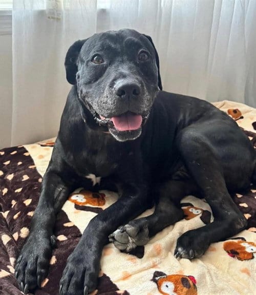 Photo of Clark, adoptable senior Labrador Retriever in Palmetto, Florida