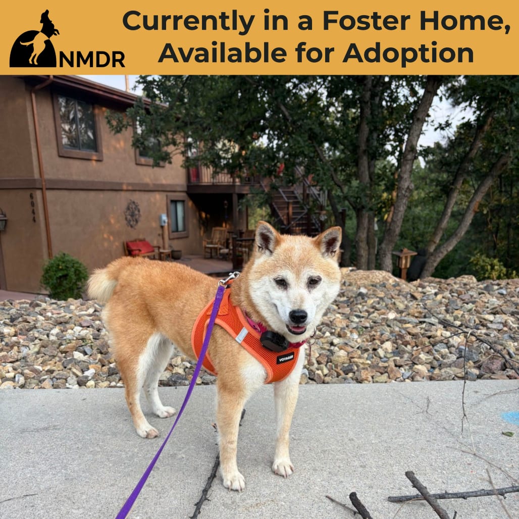 Photo of Smiley (MR26-336), adoptable senior Shiba Inu in Colorado Springs, Colorado