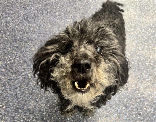 Photo of Barbara, adoptable senior Poodle (Miniature) in Anchorage, Alaska