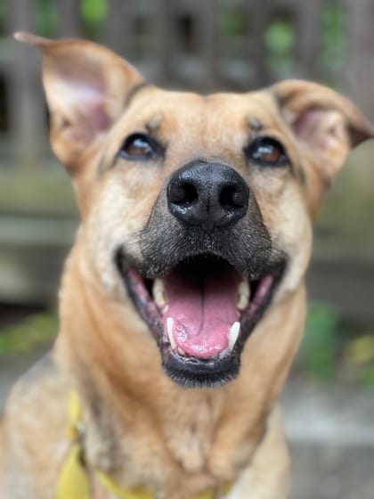 Photo of Rumby, adoptable senior Shepherd/Mix in Annapolis, Maryland