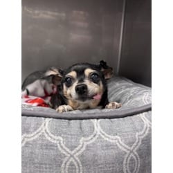 Photo of Chichi, adoptable senior Chihuahua in Chatsworth, California