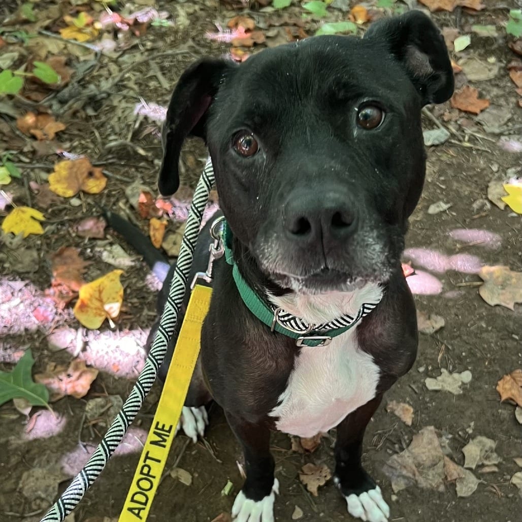 Photo of Oscar Meyer, adoptable senior Terrier, Pit Bull in Greensboro, North Carolina