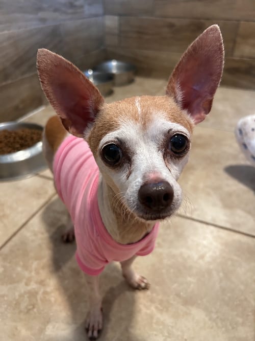 Photo of Rosette, adoptable senior Chihuahua in Pipe Creek, Texas