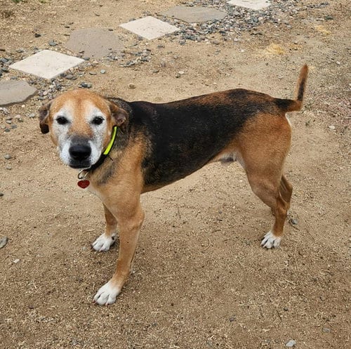Photo of Ozzy, adoptable senior Shepherd in Newport Beach, California