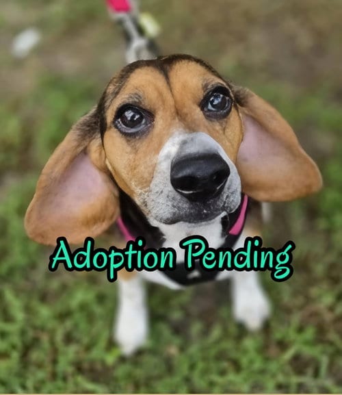 Photo of Lucy-loo, adoptable senior Beagle in Dunnellon, Florida