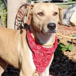 Photo of McMuffin JuM, adoptable senior Labrador Retriever Mixed Breed (Medium) in Richfield, Minnesota