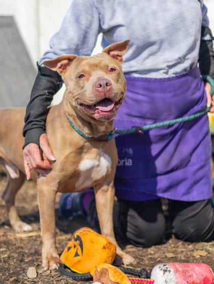Photo of Darnell, adoptable senior dog in Chamblee, Georgia