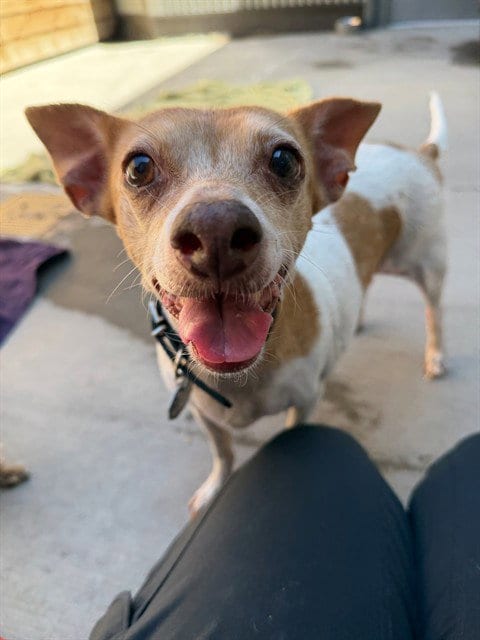 Photo of Lottie, adoptable senior Terrier in Brighton, Colorado