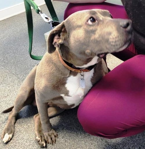Photo of Diamond, adoptable senior American Pit Bull Terrier in Westminster, Maryland