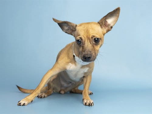 Photo of Flutter, adoptable senior Chihuahua in Phoenix, Arizona