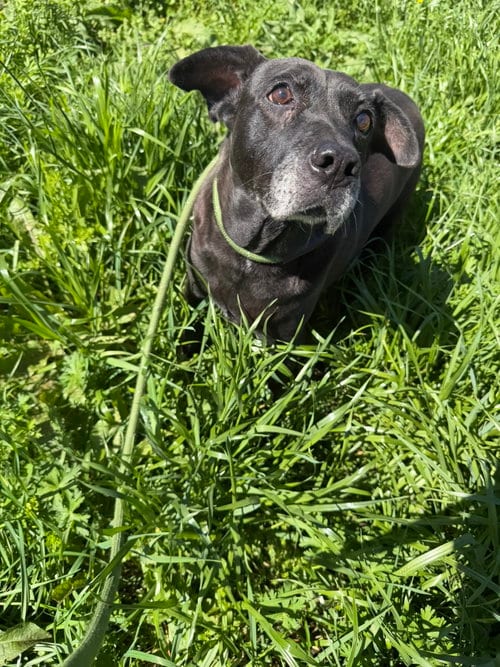 Daffy, adoptable senior Labrador Retriever in Jackson, MS