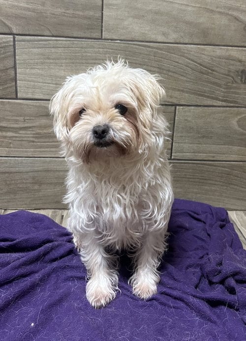 Mango, adoptable senior Terrier in Pipe Creek, TX