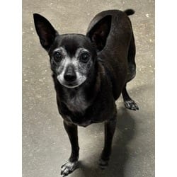 Photo of Chips, adoptable senior Chihuahua in San Antonio, Texas