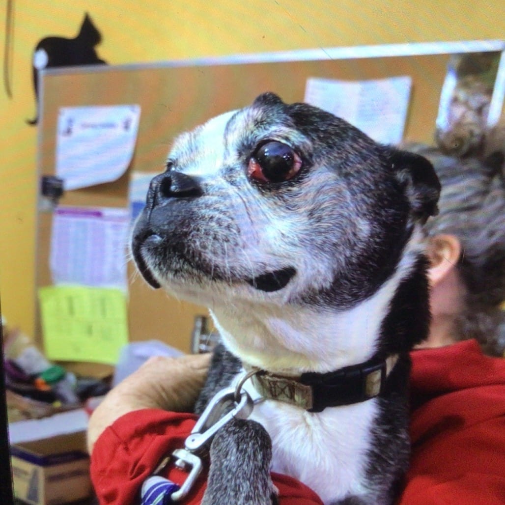 Photo of Buddy (star wars collar), adoptable senior Terrier / Boxer