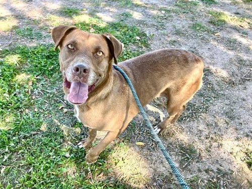 Photo of Charlie, adoptable senior American Pit Bull Terrier in Albuquerque, New Mexico
