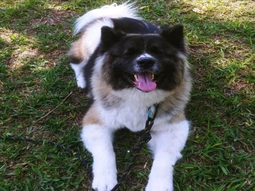 Photo of Zoey, adoptable senior Akita in West Palm Beach, Florida