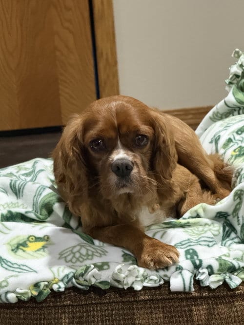 Photo of Forrest, adoptable senior Cavalier King Charles Spaniel in Brandon, South Dakota