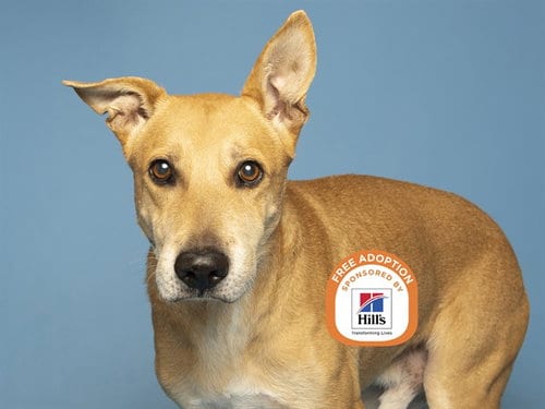 Photo of Rocky, adoptable senior Labrador Retriever in Phoenix, Arizona