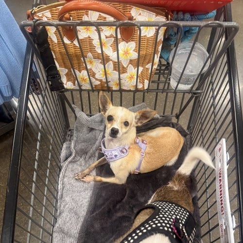 Photo of Eva A1296861, adoptable senior Chihuahua in Dallas, Texas