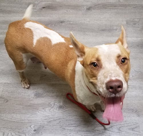 Kona, adoptable senior American Staffordshire Terrier in Olalla, WA