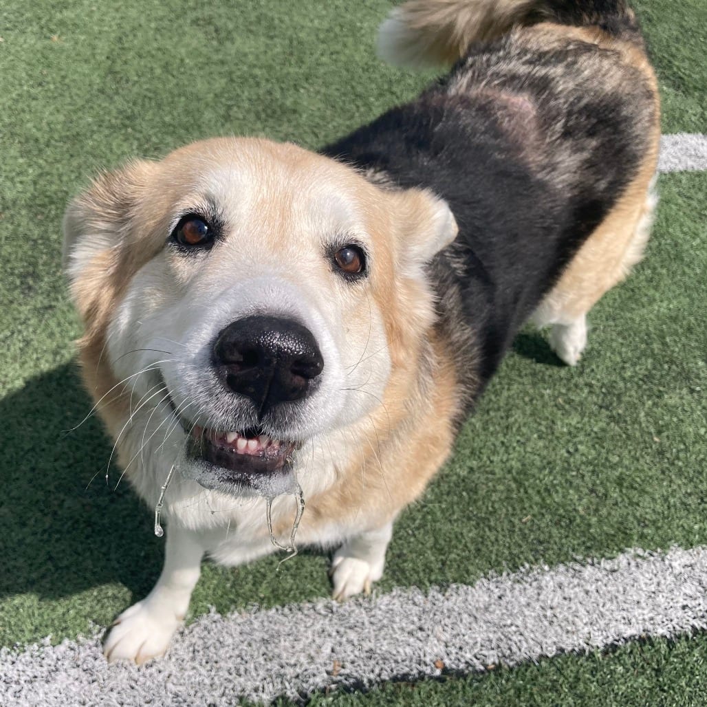 Photo of Ginny, adoptable senior Mixed Breed (Large)