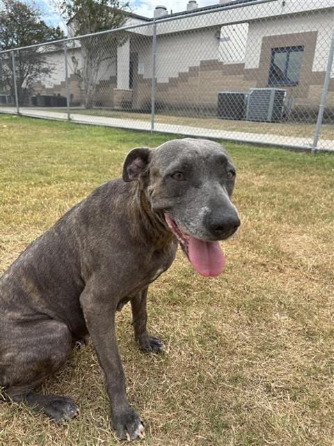 Photo of Penelope, adoptable senior American Pit Bull Terrier in Corpus Christi, Texas