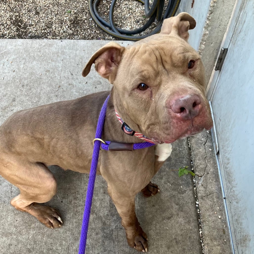 Photo of Canelo, adoptable senior Mixed Breed (Large) in DeKalb, Illinois