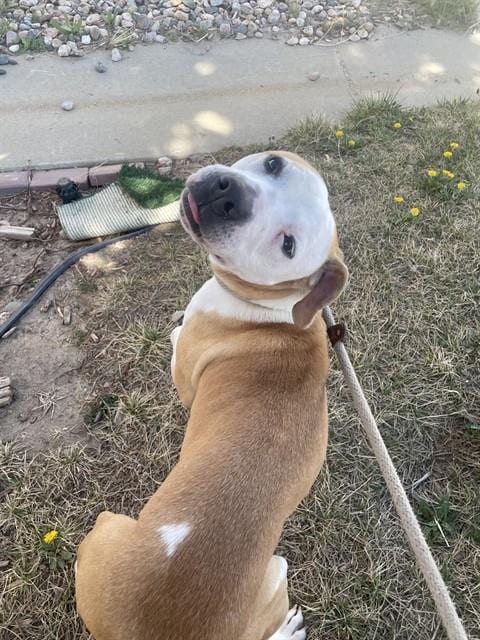 Photo of Payton, adoptable senior Pit Bull Terrier in Casper, Wyoming