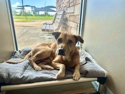 Photo of Andy, adoptable senior Labrador Retriever in Pasadena, Texas