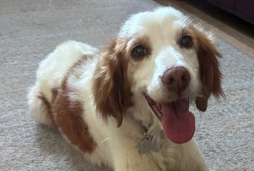 Photo of UT/Bella, adoptable senior Brittany in Curwensville, Pennsylvania