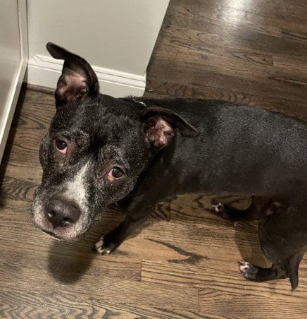 Photo of Jaida, adoptable senior American Pit Bull Terrier in Derwood, Maryland