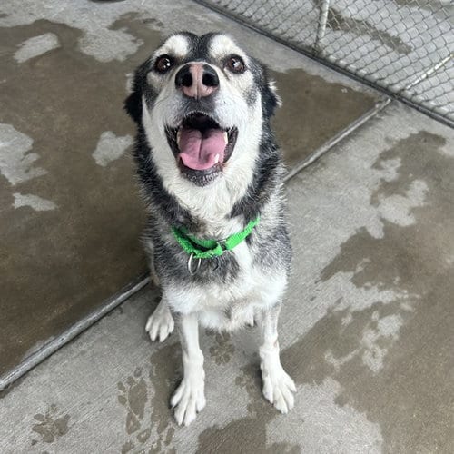 Photo of Jett, adoptable senior Siberian Husky in Denver, Colorado