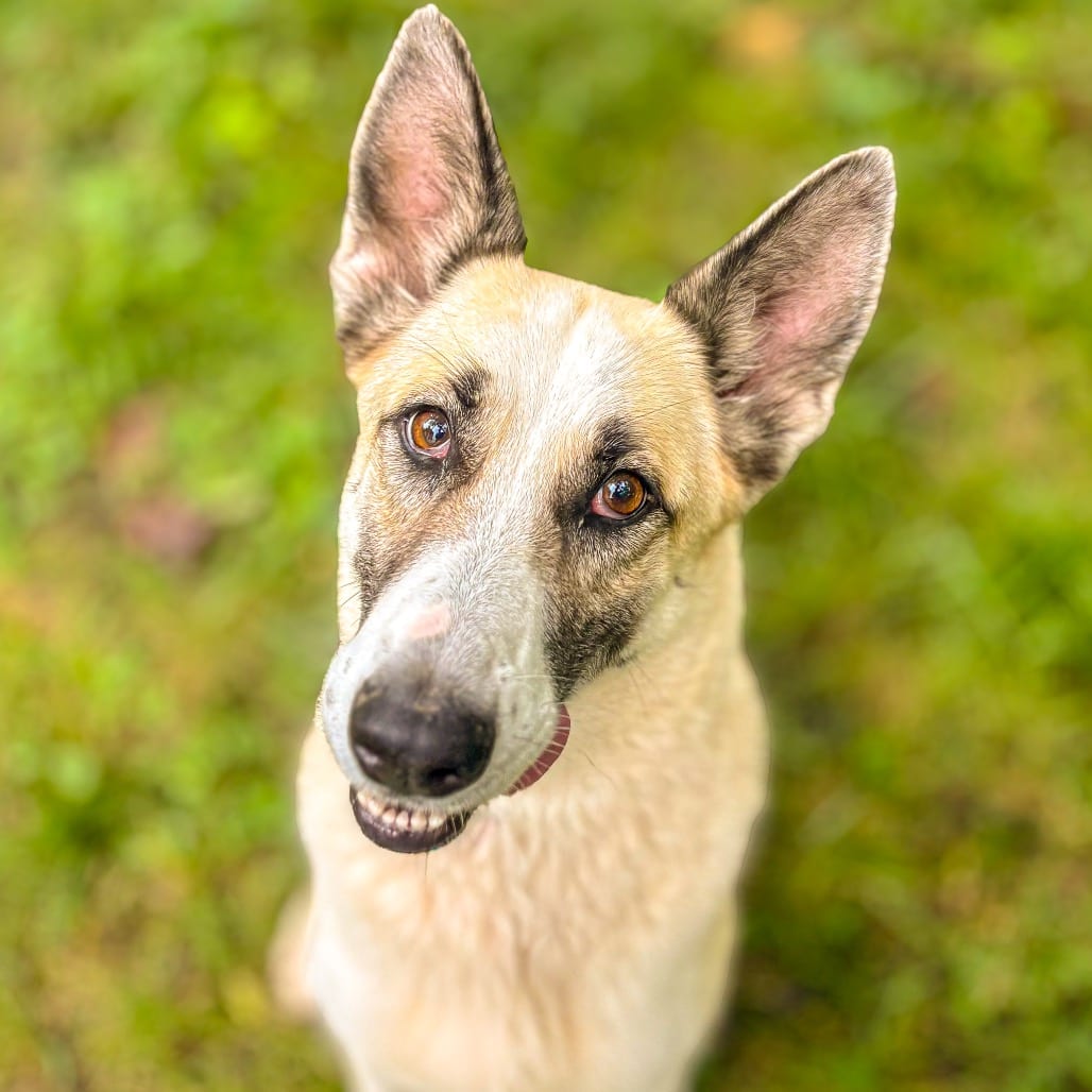 Photo of Mochi, adoptable senior Shepherd, German in Ohio, Ohio