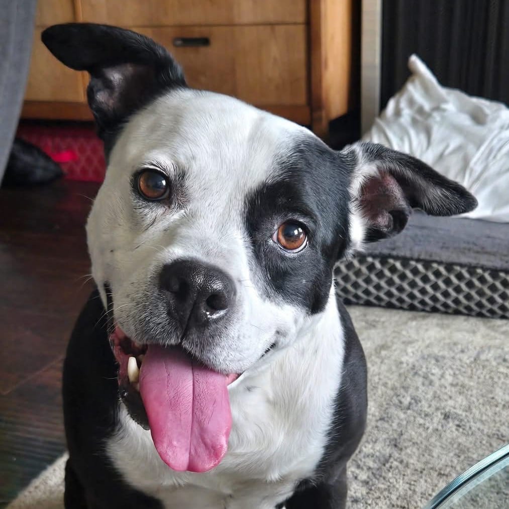 Photo of Ladybug, adoptable senior Mixed Breed (Medium) in San Francisco, California