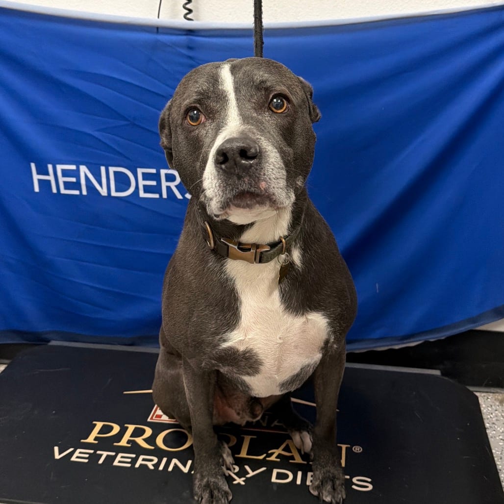 Photo of Koda, adoptable senior Terrier, American Staffordshire in Henderson, Nevada