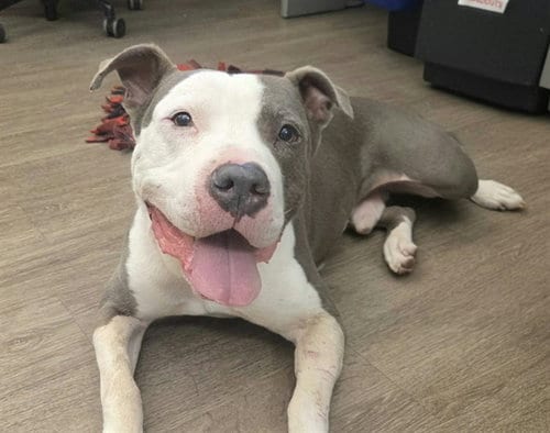 Photo of Petey, adoptable senior Pit Bull Terrier in Martinez, California