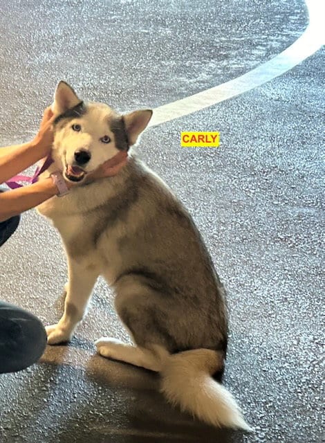 Photo of Carly, adoptable senior Unknown breed (medium coat) in Woodland Hills, California