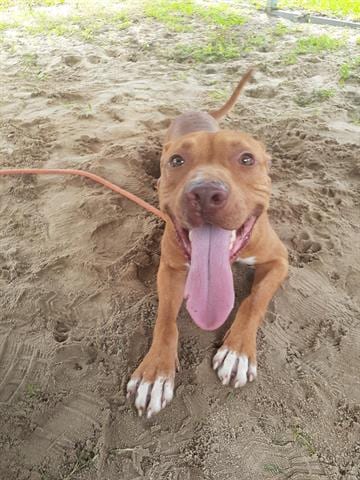 RUSTY, adoptable senior Pit Bull Terrier in Green Cove Springs, FL