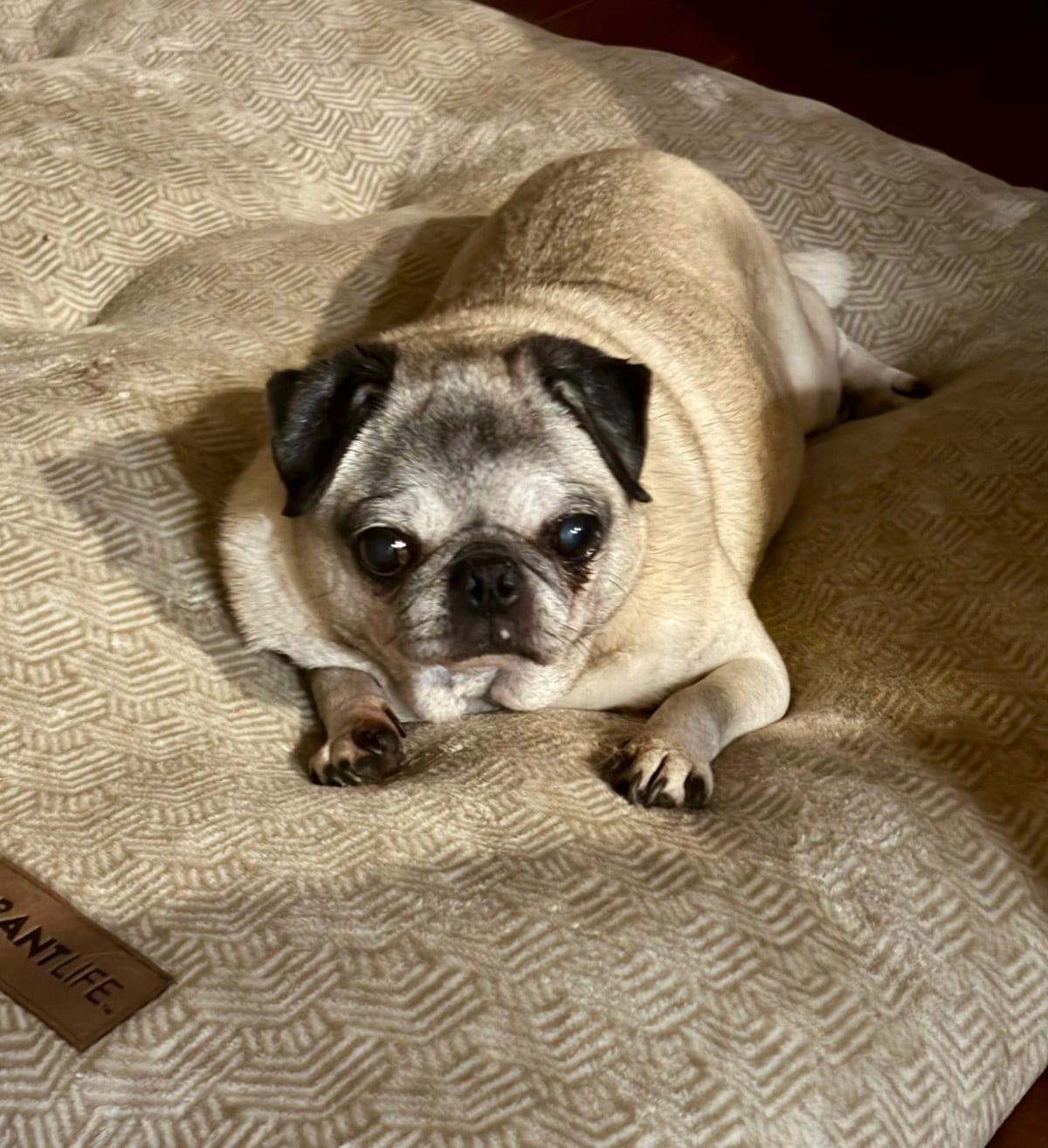 Photo of Graciella, adoptable senior Pug in Grapevine, Texas