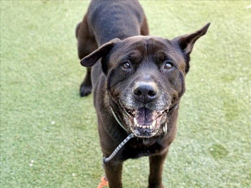 Photo of Max, adoptable senior Staffordshire Bull Terrier in Los Angeles, California