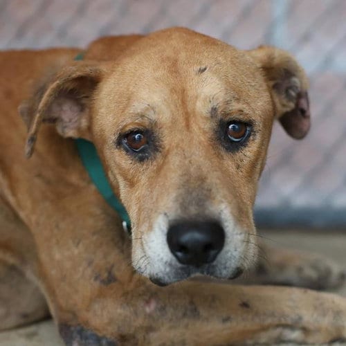 Photo of Rascal, adoptable senior American Staffordshire Terrier in San Antonio, Texas