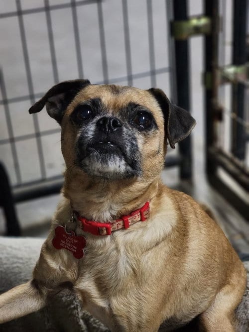 Photo of Heyy Nova, adoptable senior Pug in Germantown, Ohio
