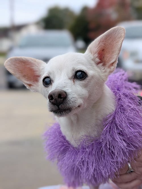 Photo of Lizzy - sweet, sweet senior, adoptable senior Chihuahua in Rootstown, Ohio