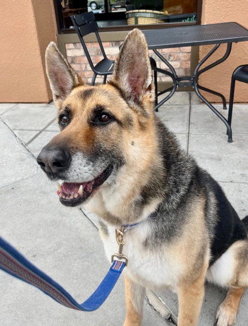 Scout, adoptable senior German Shepherd Dog in Dana Point, CA