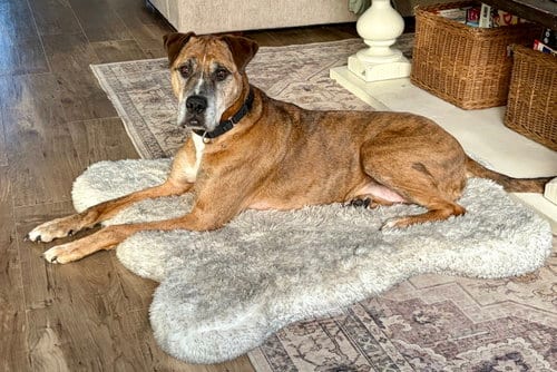 Photo of Brutus, adoptable senior Great Dane in Princeton, Minnesota