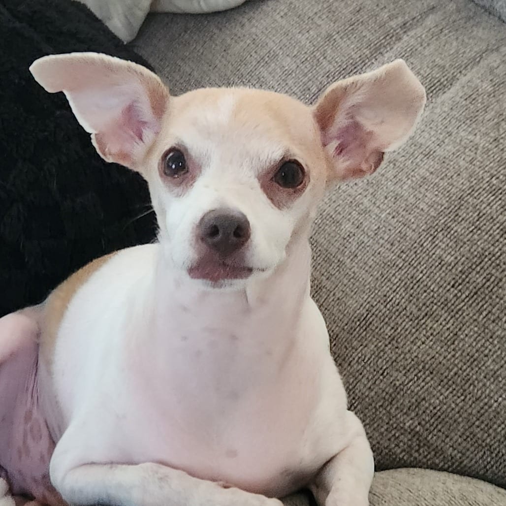 Photo of Pound Cake D11525, adoptable senior Terrier, Rat / Chihuahua, Short Coat in Princeton area, Minnesota