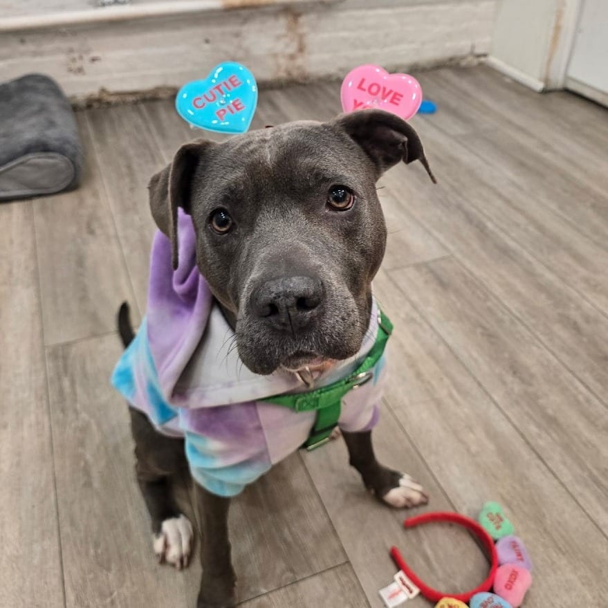 Photo of Malia, adoptable senior Terrier, American Staffordshire / Mixed Breed (Medium) in Whitestone, New York