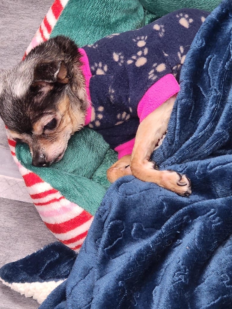 Photo of Mini/MeeMaw, adoptable senior Chihuahua in Brazil, Indiana